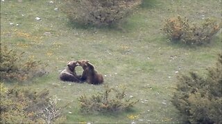 Besotted Pair Of Super Rare Wild Bears Caught Cuddling In Extraordinary Video