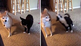 Cat Performs ‘Trust Fall’ With Dog And It Doesn’t End Well