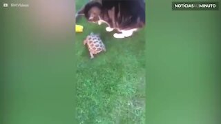 Gato é atacado por tartaruga