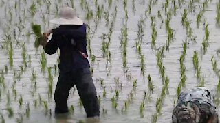 Amazing Rice planting