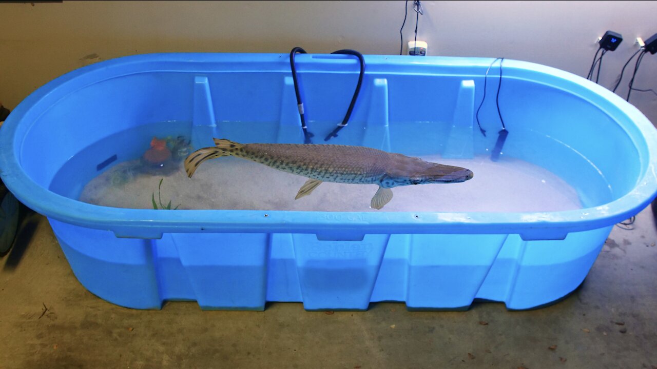 My Pet Alligator Gar Got a New Tank!