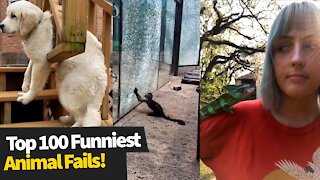 Top 100 ULTIMATE Funniest Animal Fails Compilation