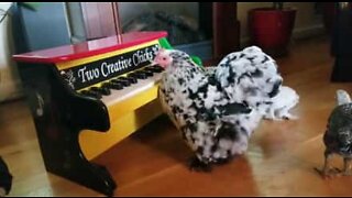 Cette poule joue du piano!