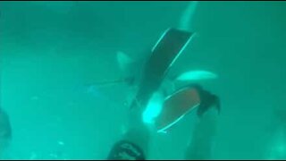 Shark attacks diver and rips off his gear