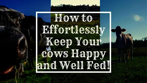 How to Rotationally Graze your Cows and Why: Bakers Green Acres
