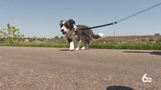 Protect your pet's paws from hot asphalt
