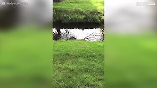 Ce chien glisse après une baignade en rivière