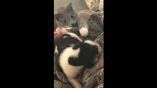 Cat Absolutely Fascinated With 4-Week-Old Puppy