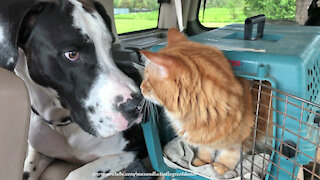 Cat explains social distancing to nosy Great Dane