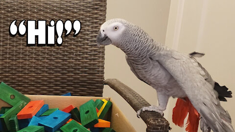 Grey Parrot Says Hi and Performs Yoga