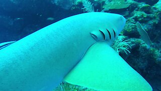 Beautiful sharks follow and bump scuba divers for a thrilling dive