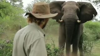 Brave safari guide incredibly stops a charging elephant