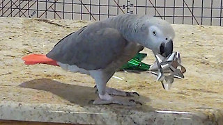 Jolly parrot plays tossing game with holiday bows