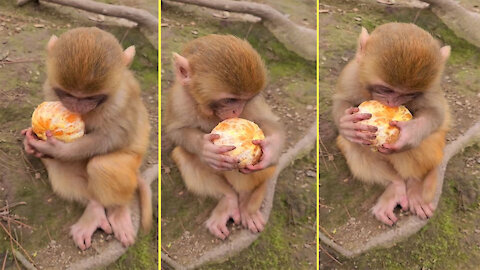 Baby monkeys eat oranges