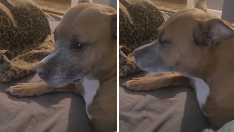 Pit Bull won't eat chips unless they have cheese on them