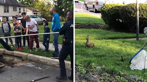 Police rescue ducklings from storm grate, reunite them with mother