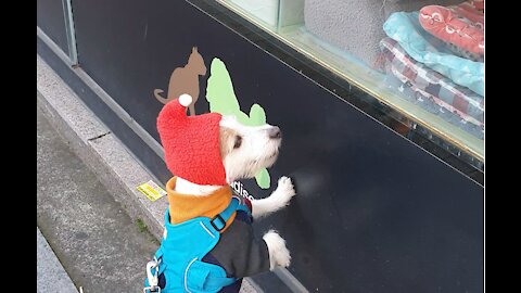 Jack Russell sees toy in store window, tries her best to go inside