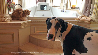 Fearless cat loves to tease giant Great Dane puppy
