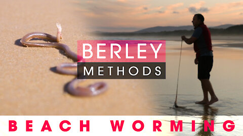 Berleying for Beach Worms - HOT TIP = More Worms
