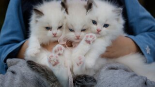 super happy baby cats #shorts .., super happy animal cat playing. very cute