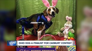 Two-legged Ohio dog competing to become next Cadbury Bunny
