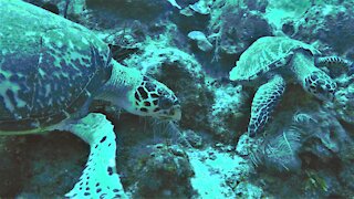 Critically endangered sea turtles meet on the reef in Belize