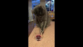 Cute kitty drinks from glass in adorable fashion