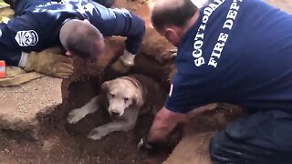 Scottsdale firefighters rescue dog trapped in hole