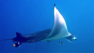 Scuba diver meets gigantic manta ray up close in Galapagos Ilands
