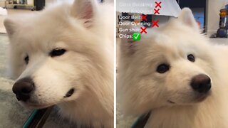 Samoyed hilariously fails as a guard dog