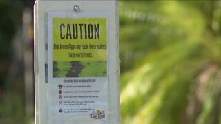 Blue-Green Algae Bloom spotted in Cape Coral canals
