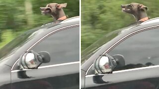 Great Dane puppy sticks head through sunroof during car ride