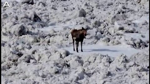 Stuck Moose Floats Down Mackenzie River On Ice Jam