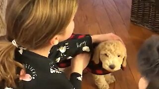 Little girl's tearful reaction after getting surprise puppy
