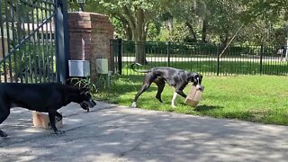 Helpful Great Danes Love To Fetch Delivery Boxes