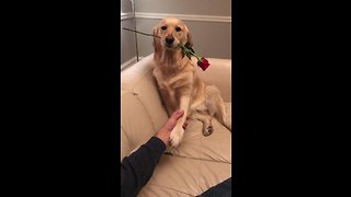 Golden Retriever adorably holds rose in mouth