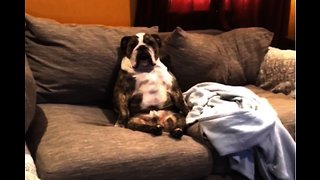 Compilation of bulldogs thinking they're human