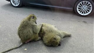 Baboons casually stop traffic to groom each other on the road