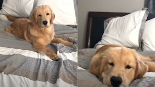 My Golden Retriever Won't Get Out of Bed!