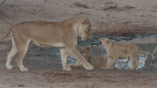 Playful lion cubs learn vital fighting skills from their mom