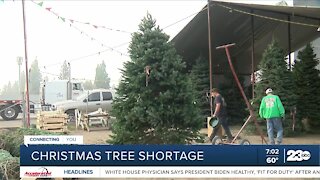 How the national Christmas tree shortage affects Bakersfield