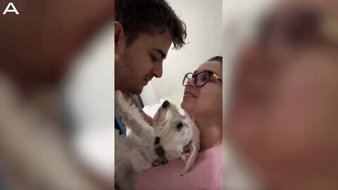 Jealous Dog Growls When Owners Try To Kiss