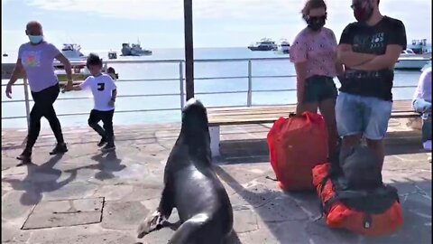 Bossy sea lion throws his weight around on the pier