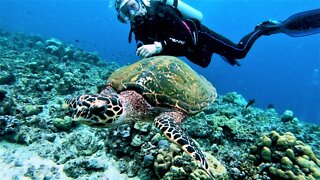 Endangered sea turtle calmly swims with scuba diver