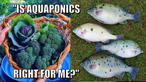 Is Aquaponics Right For Me? | How much Time & How Much To Build?