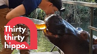 Thirsty hippo enjoys drinking tea from plastic bottle