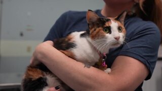 'She used 8 of her 9 lives,' Clinton County community saves life of cat in leg-hold trap