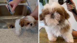 Shih Tzu puppy takes his very first bath