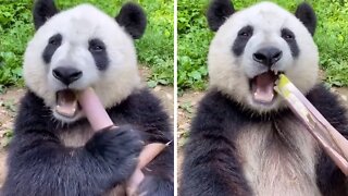 Cute panda munches on tasty bamboo snack