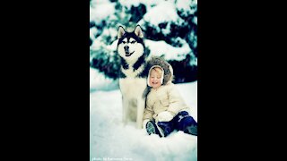 Adorable Alaskan Malamute playing with kids | Dog Loves Baby Compilation